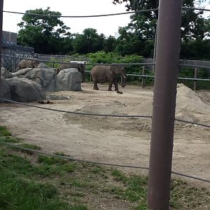 Roger Williams Zoo - African Elephant