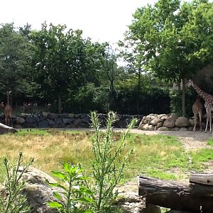 Roger Williams Zoo - Giraffes