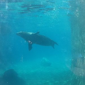 Roger Williams Zoo - Harbor Seal