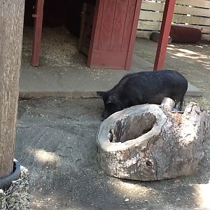 Roger Williams Zoo - Guinea Hog
