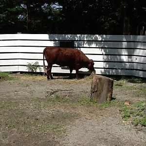 Roger Williams Zoo - Cattle