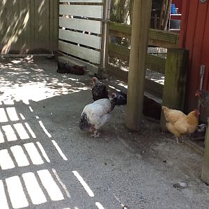 Roger Williams Zoo - Chickens