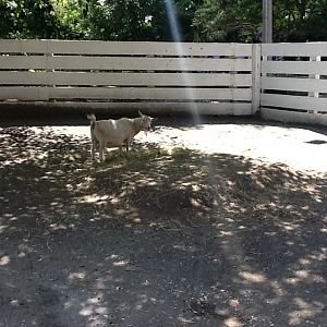 Roger Williams Zoo - Goat
