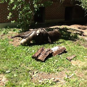 Roger Williams Zoo - Anteater and baby