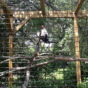 Roger Williams Zoo - King Vulture