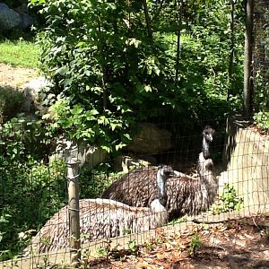 Roger Williams Zoo - Emus