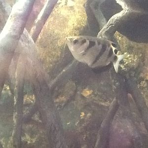 Roger Williams Zoo - Archerfish