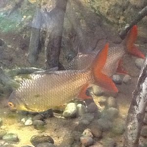 Roger Williams Zoo - Tinfoil Barbs