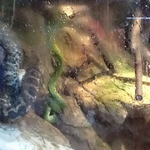 Roger Williams Zoo - Snakes