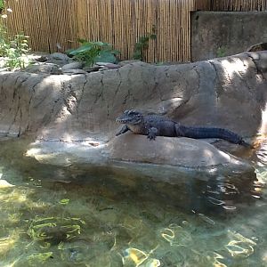 Roger Williams Zoo - Chinese Alligator