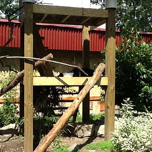 Roger Williams Zoo - Binturong