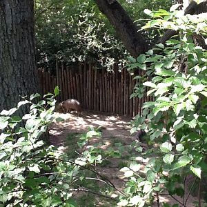 Roger Williams Zoo - Babirussa