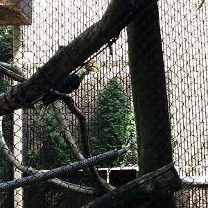Roger Williams Zoo - Wrinkled Hornbill