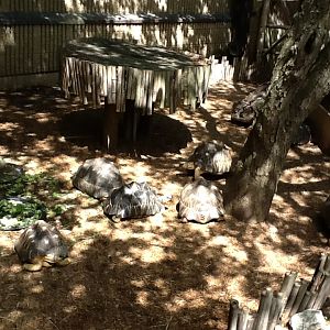 Roger Williams Zoo - Radiated Tortoises