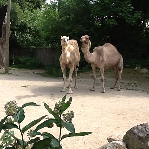 Roger Williams Zoo - Camels