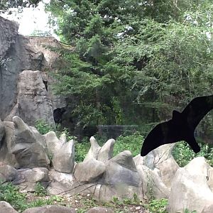 Roger Williams Zoo - Asian Black Bear