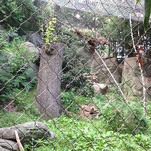 Roger Williams Zoo - Snow Leopard