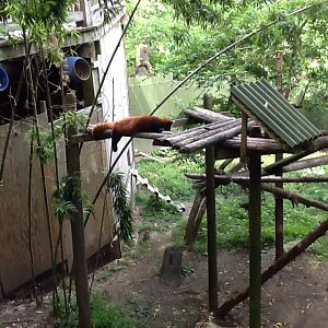 Roger Williams Zoo - Red Panda