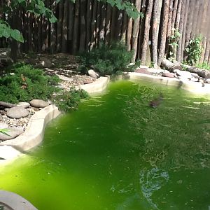 Roger Williams Zoo - River Otter