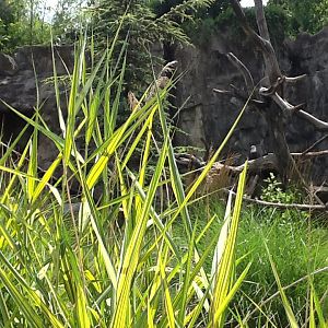 Roger Williams Zoo - Bald Eagle