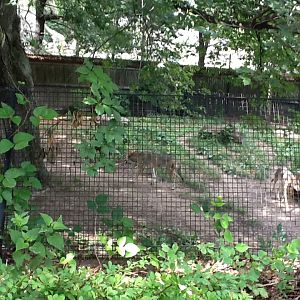Roger Williams Zoo - Red Wolf