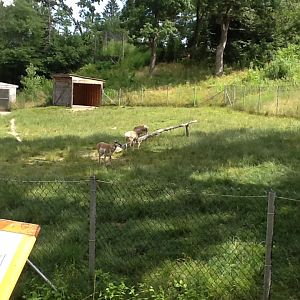 Roger Williams Zoo - Pronghorns