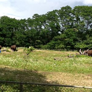 Roger Williams Zoo - Bison