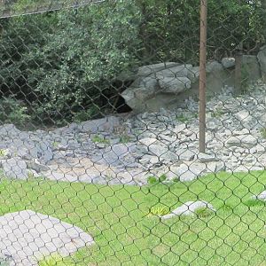 Jul. 2012-Snow Leopard exhibit Panorama