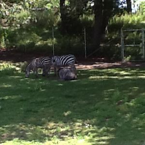 Franklin Park Zoo - Grant's Zebras
