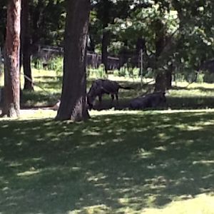 Franklin Park Zoo - Wildebeest and Grant's Zebra