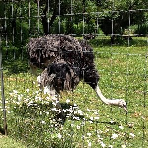 Franklin Park Zoo - Ostrich