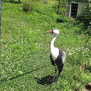 Franklin Park Zoo - Wattled Crane