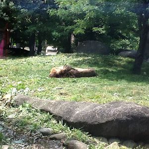 Franklin Park Zoo - Lion