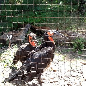 Franklin Park Zoo - Southern Ground Hornbills
