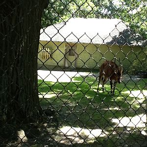 Franklin Park Zoo - Bongo