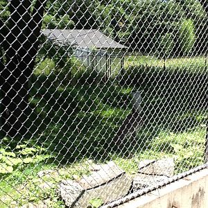 Franklin Park Zoo - Kori Bustard