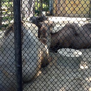 Franklin Park Zoo - Bactrian Camels