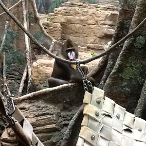 Franklin Park Zoo - Mandrill