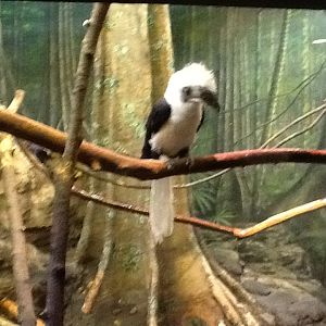 Franklin Park Zoo - Silvery-Cheeked Hornbill
