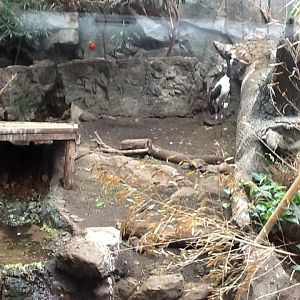 Franklin Park Zoo - Saddle-Billed Stork