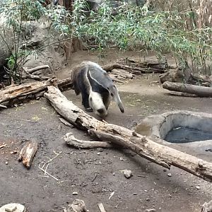 Franklin Park Zoo - Giant Anteater