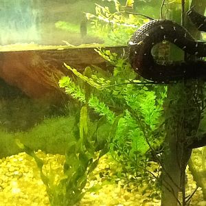 Franklin Park Zoo - Tentacled Snake