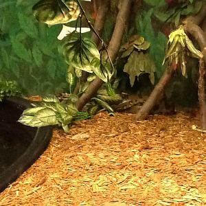 Franklin Park Zoo - Green Anaconda