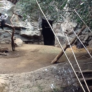 Franklin Park Zoo - Pygmy Hippo and Vultures