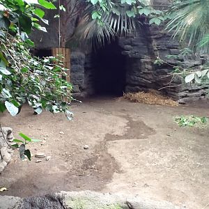 Franklin Park Zoo - Capybara