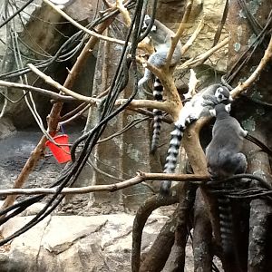 Franklin Park Zoo - Ring-tailed Lemurs