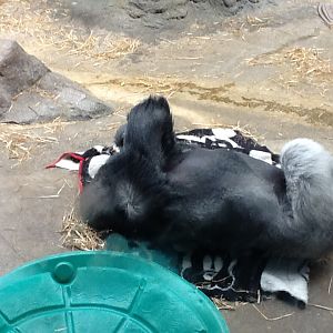 Franklin Park Zoo - Gorilla