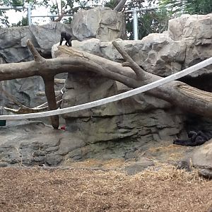 Franklin Park Zoo - Gorillas