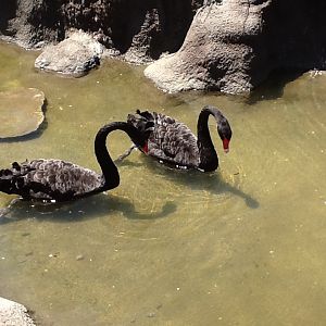 Franklin Park Zoo - Black Swans
