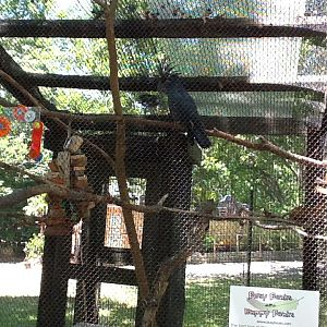 Franklin Park Zoo - Palm Cockatoo